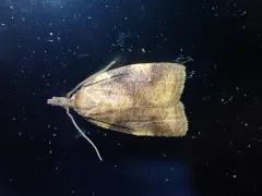 Cenopis eulongicosta thumbnail 3