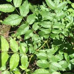 northern prickly ash thumbnail 4