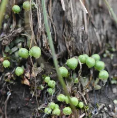 Thin Starwort thumbnail 4