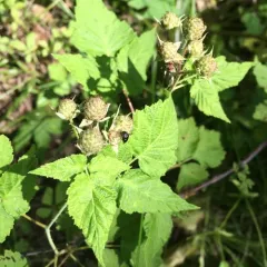 black raspberry thumbnail 2