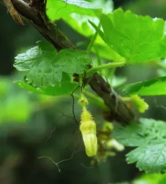 Watson's Gooseberry thumbnail 4