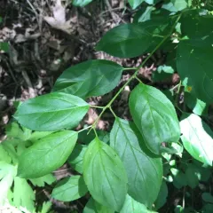 common buckthorn thumbnail 3