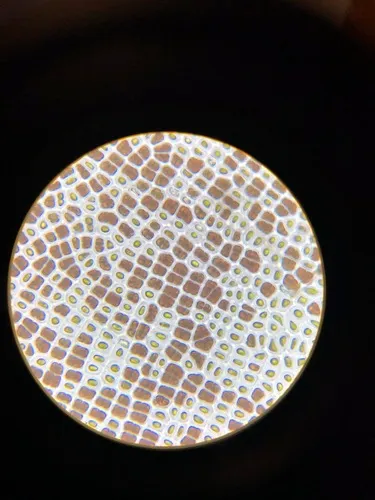 Pyropia perforata