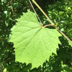 riverbank grape thumbnail 2