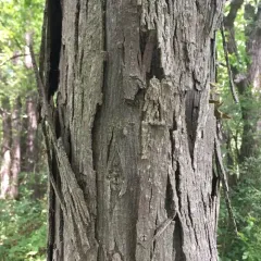 shagbark hickory thumbnail 5