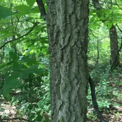 common hackberry thumbnail 4
