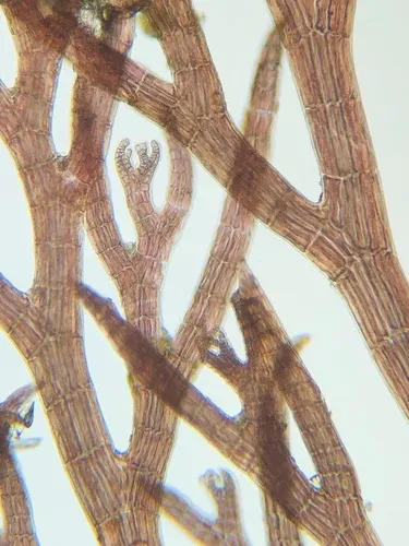 Vertebrata hendryi