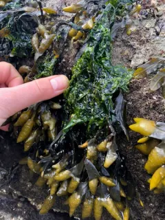 Monostroma grevillei thumbnail 1