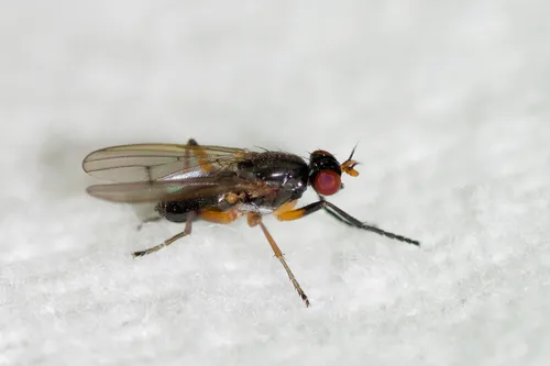 Anticheta canadensis