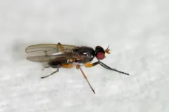 Anticheta canadensis thumbnail 1