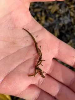 Bottlebrush seaweed thumbnail 2