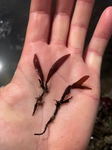 Sarcodiotheca furcata
