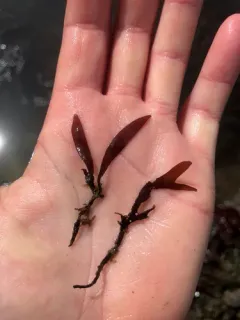 Sarcodiotheca furcata thumbnail 1