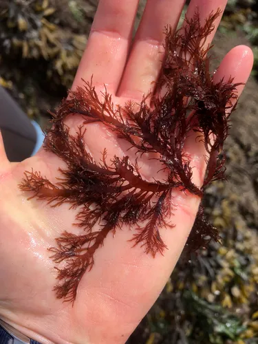 Farlowia mollis