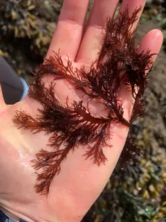 Farlowia mollis thumbnail 1