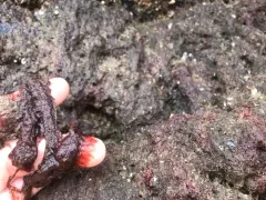 Antithamnionella pacifica thumbnail 1