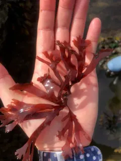 Callophyllis edentata thumbnail 1