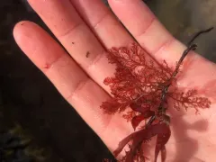 Plocamium pacificum thumbnail 2