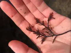 Neogastroclonium subarticulatum thumbnail 1