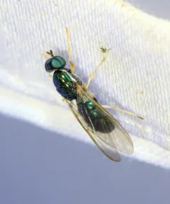 Cephalochrysa nigricornis thumbnail 3
