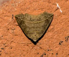 Thin-lined Owlet thumbnail 3