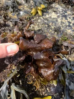 Mazzaella oregona thumbnail 1