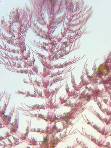 Pterothamnion pectinatum
