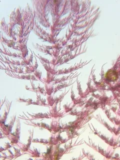 Pterothamnion pectinatum thumbnail 1