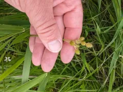 Shortbeak Sedge thumbnail 1