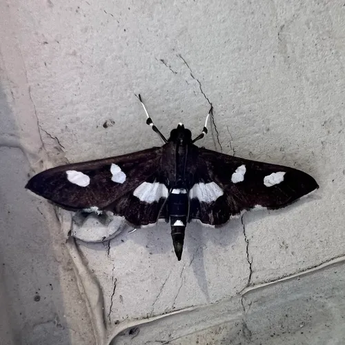 Grape Leaffolder Moth