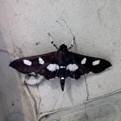 Grape Leaffolder Moth thumbnail 1