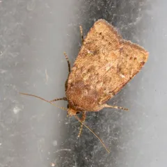 Small Brown Quaker thumbnail 3