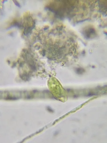 Phacus polytrophos