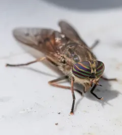 Orange-sided Horse Fly thumbnail 3