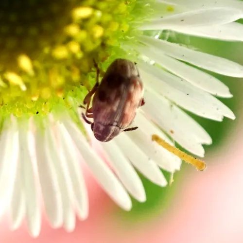 Cubical Bruchid