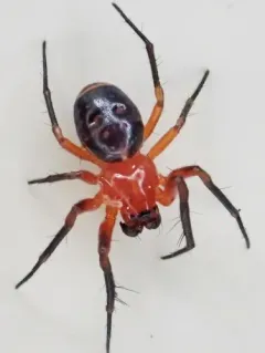 Rubens Orbweaver thumbnail 4