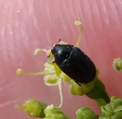 Orphilus ater thumbnail 3