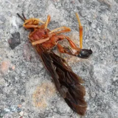 Tmetogaster nubilipennis thumbnail 1