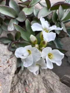 Cardamine rupicola thumbnail 1