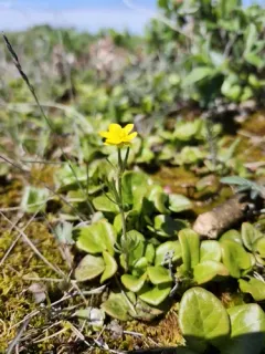 Northern Buttercup thumbnail 3