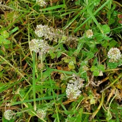 Smith's Cress thumbnail 3