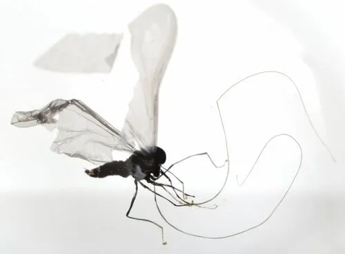 Deuterophlebia coloradensis