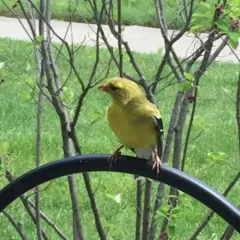 American Goldfinch thumbnail 4