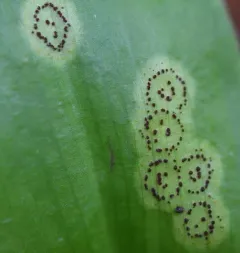 Puccinia mesomajalis thumbnail 3