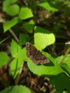 Northern Metalmark thumbnail 4