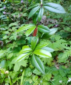 wintergreen barberry thumbnail 4