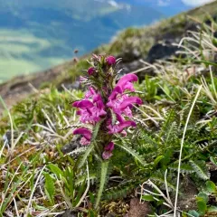 Langsdorff's lousewort thumbnail 4