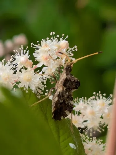 Centrocoris variegatus