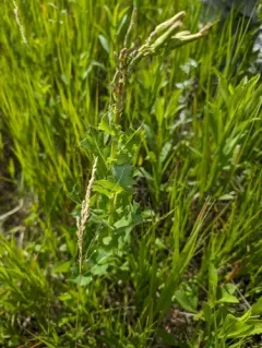 Western Lettuce thumbnail 1