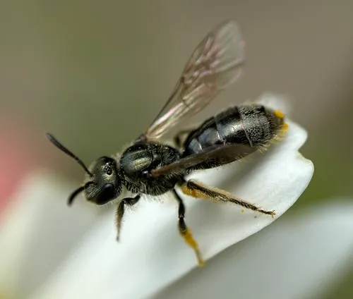Nova Scotia Sweat Bee